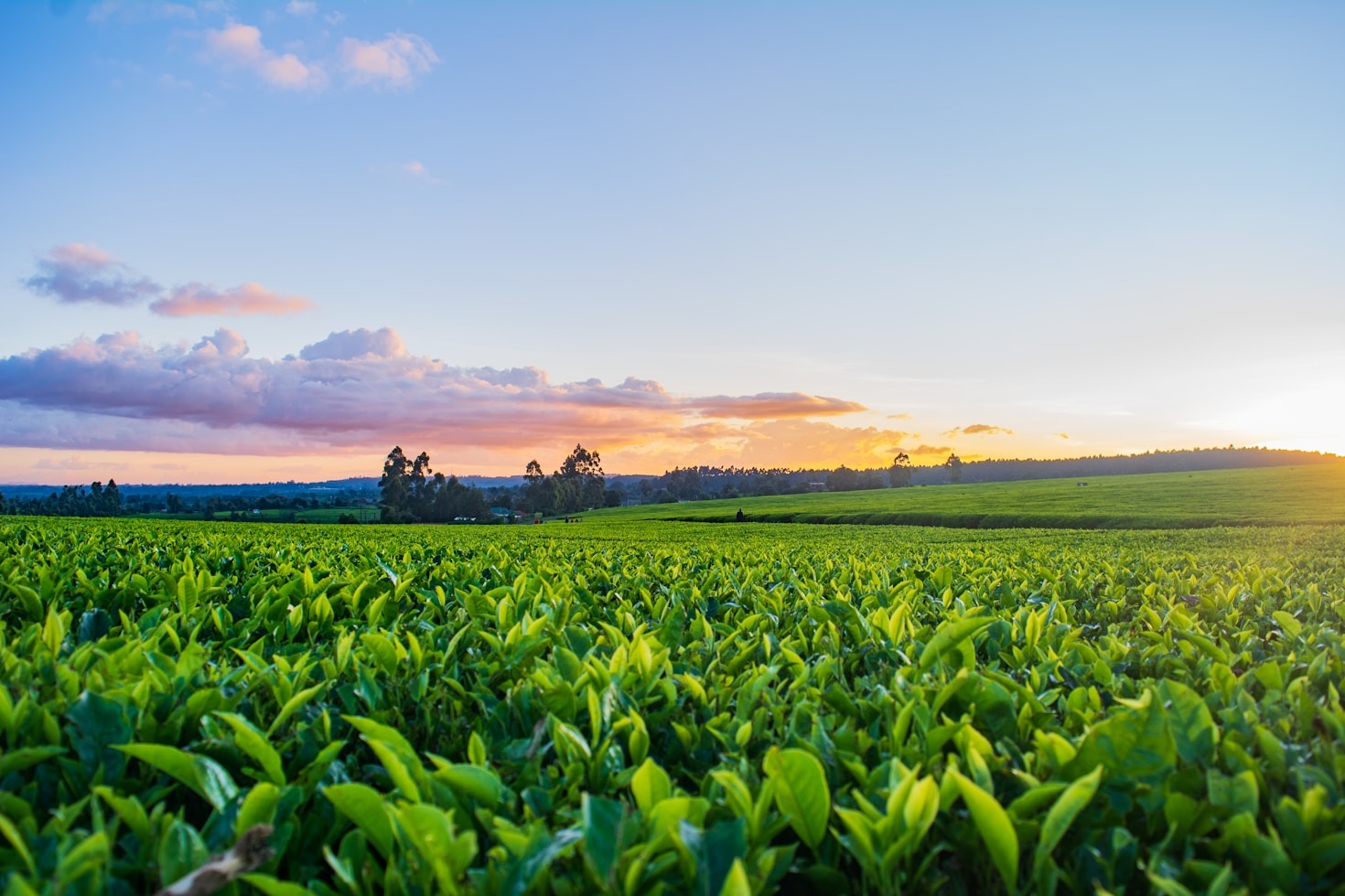 Top Trends Shaping Modern Farming Today