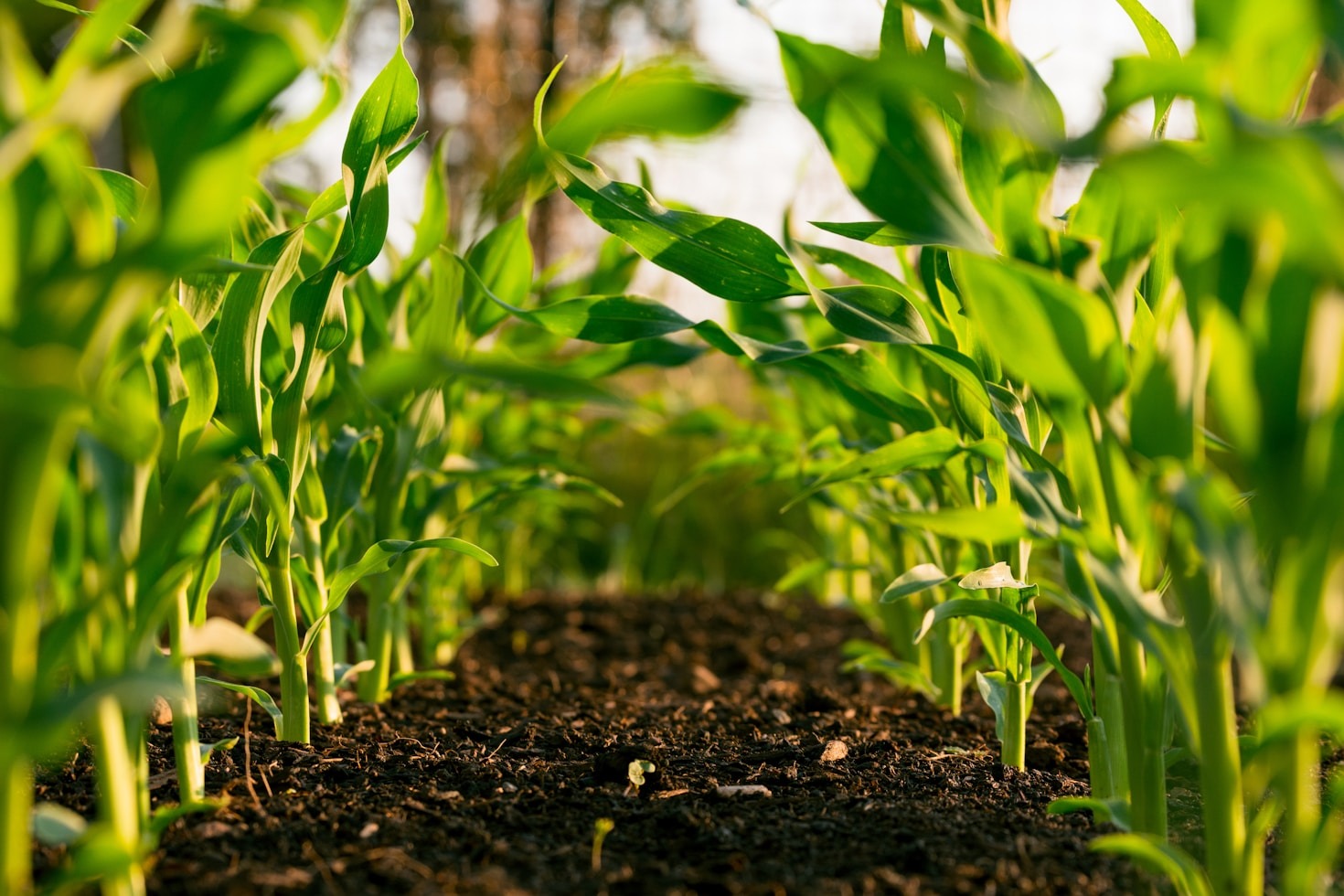 Sustainable Irrigation Methods For Arid Climates